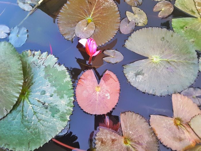 High angle view of lotus water lily in lake