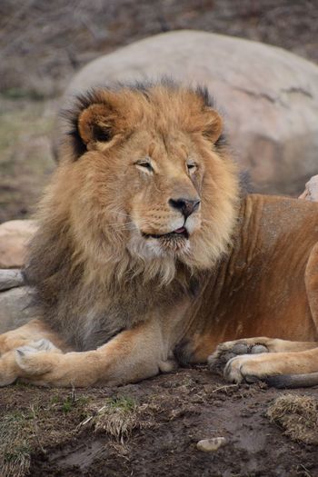 Close-up of lion relaxing outdoors