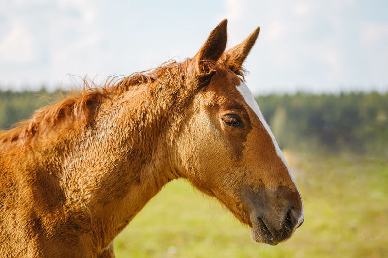 Close-up portrait of a horse against nature background. horse breeding, animal husbandry