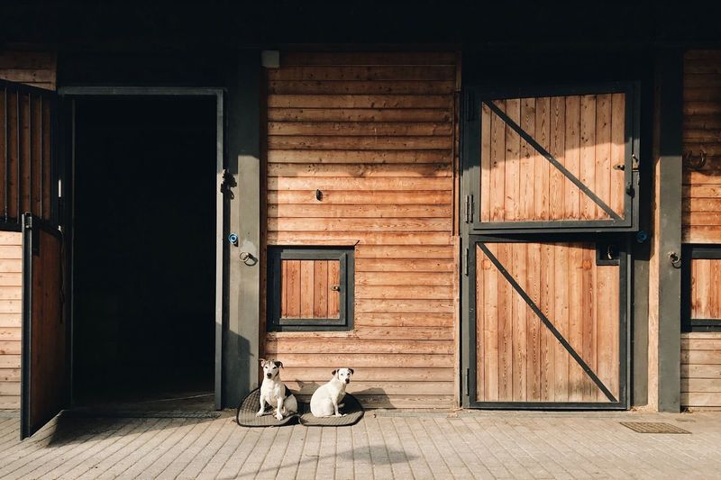 Dogs sitting on wooden floor by door
