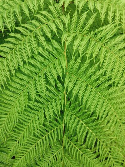 Full frame shot of leaves growing on plant