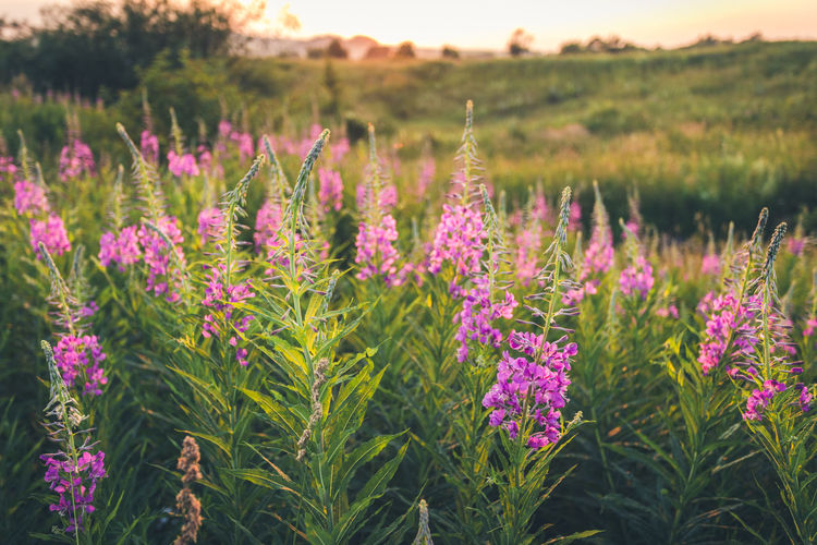 Rural sundown landscape with meadow fireweed flowers in foreground. soft focus.