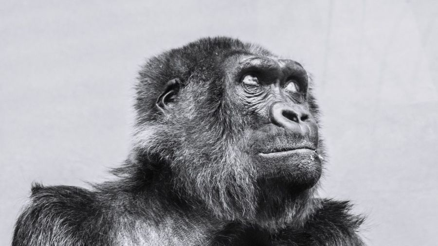 Portrait of gorilla looking away
