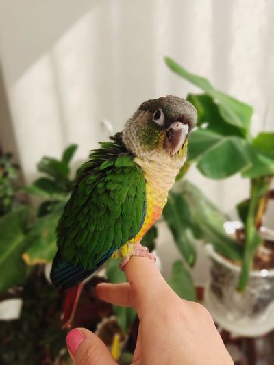 Cropped hand holding bird