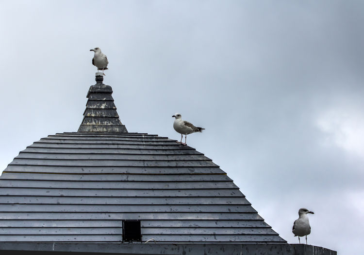Low angle view of seagulls perching on building against sky