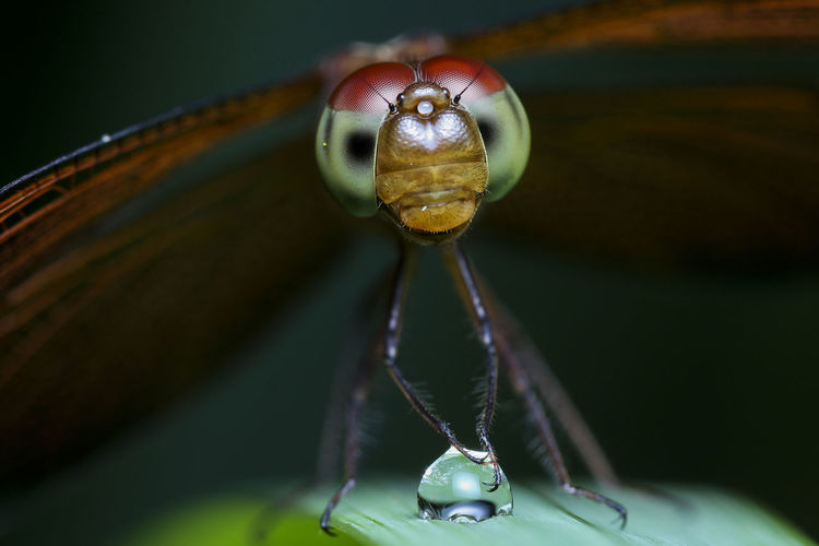 Extreme close-up dragonfly on plant