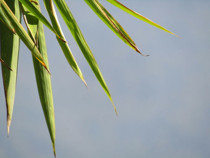 Low angle view of bamboo plant against sky