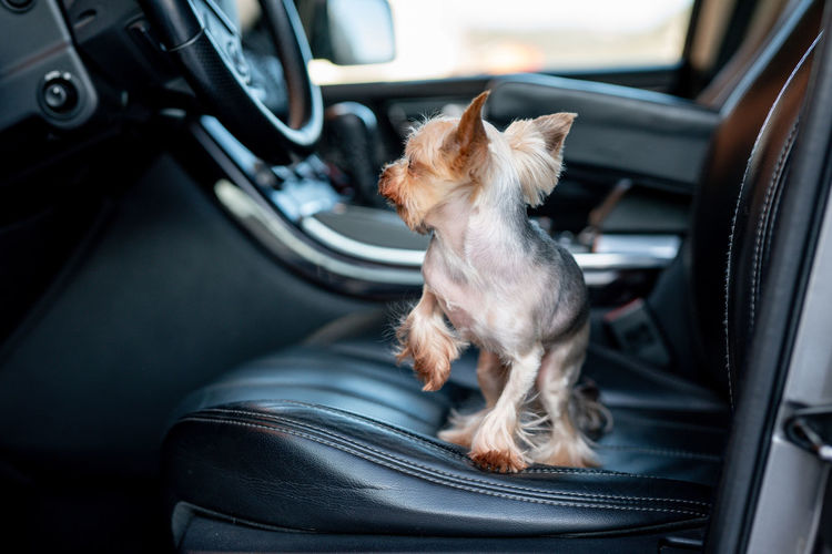 Road trip with a dog. yorkshire terrier sitting inside the car