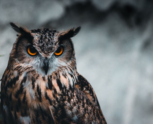 Close-up portrait of owl