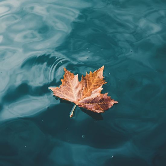 High angle view of maple leaf floating on lake