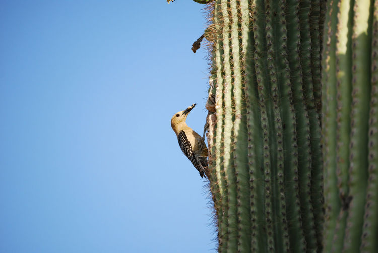 Low angle view of bird perching on cactus plant against clear blue sky
