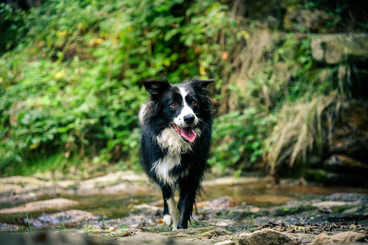 Beautiful border collie walking in the nature. lovely black and white dog walks in the forest. pet