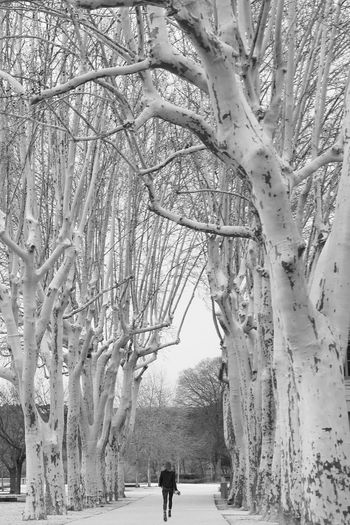 People walking on snow covered bare trees