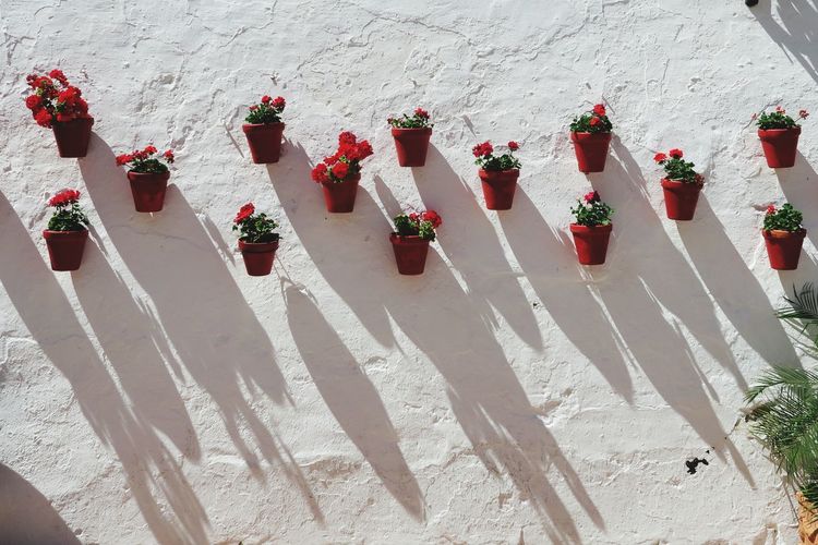 Flower pots mounted on white wall