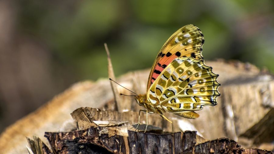 Close-up of indian fritillary butterfly on log