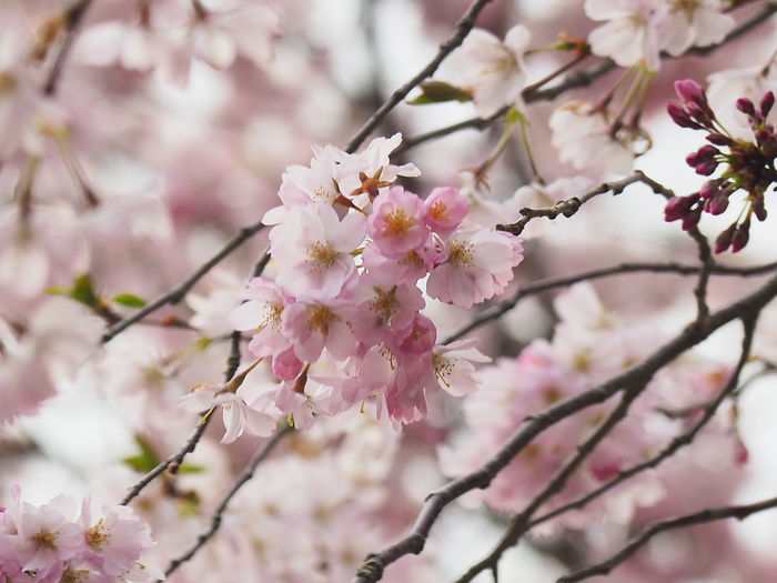 Close-up of cherry blossoms in spring