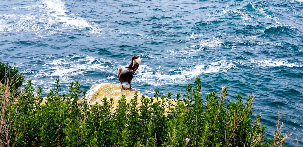 High angle view of bird sitting on sea shore