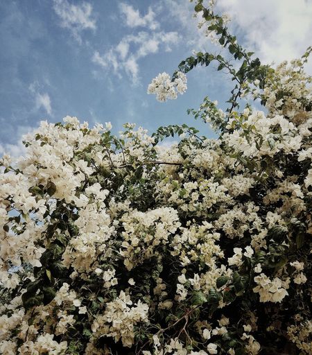 Low angle view of blooming tree against sky