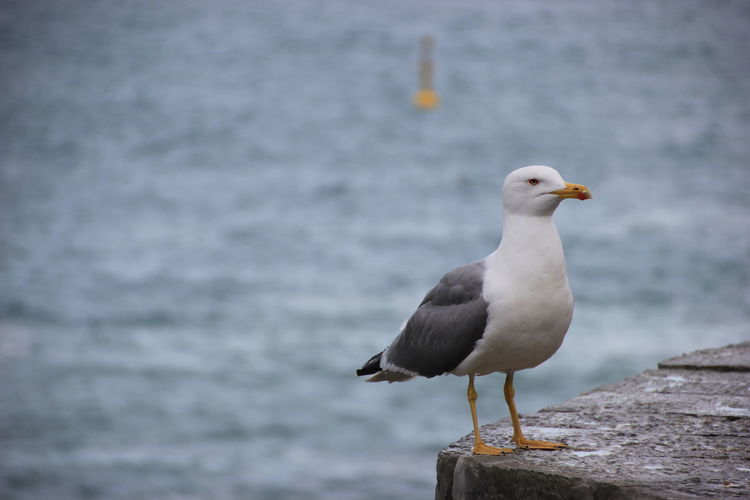 Close-up of seagull perching on retaining wall against sea