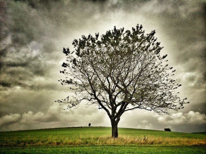 Bare tree on grassy field against cloudy sky