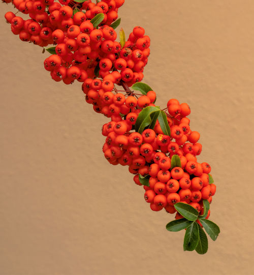 Close-up of red berries before wall