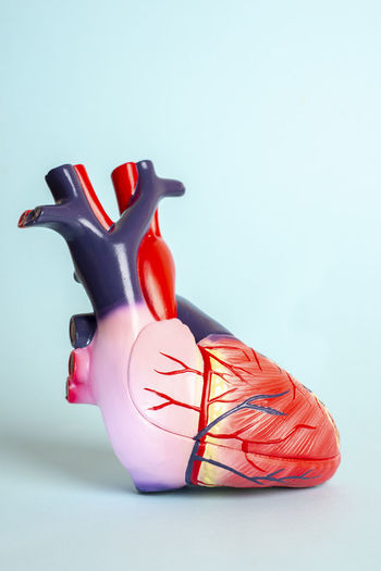 Close-up of anatomical model against blue background