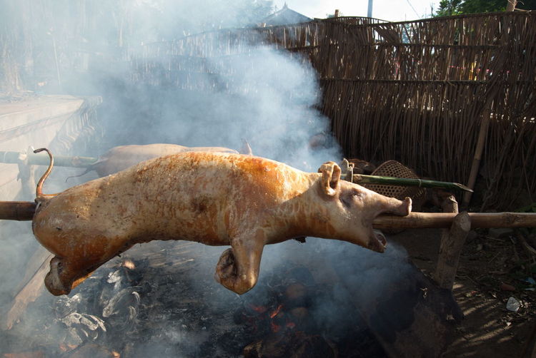 Cook roast pork traditionally in bali, indonesia