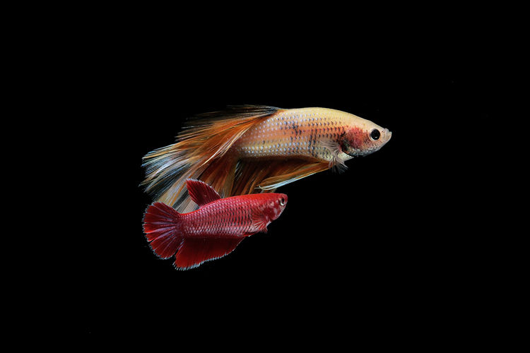 Colourful betta fish,siamese fighting fish in movement isolated on black background