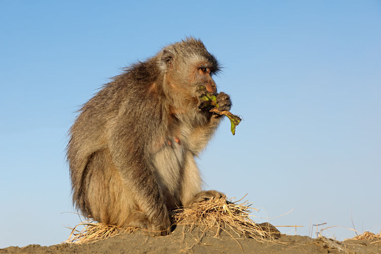 Balinese long-tailed monkey - macaca fascicularis, ubud, bali, indonesia