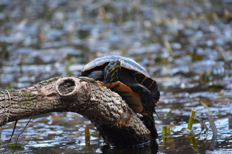 Tortoise on branch over lake