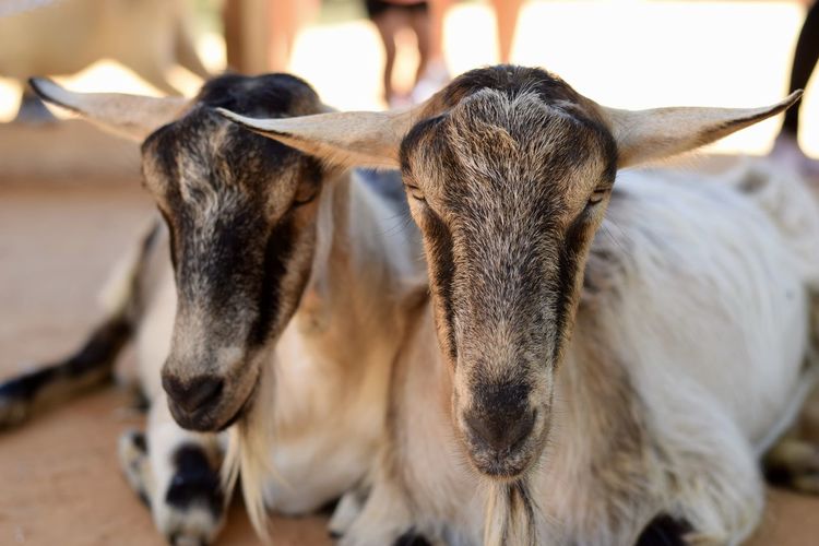 Close-up of goats relaxing