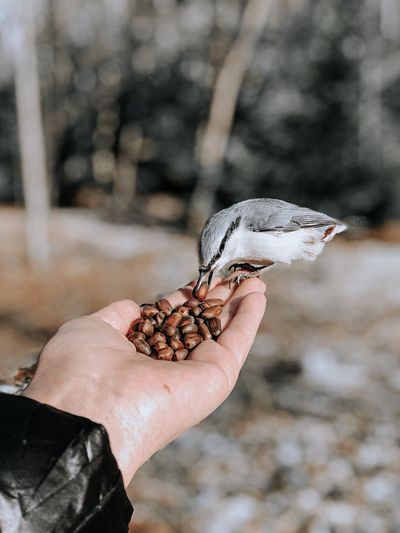 Cropped hand feeding bird outdoors