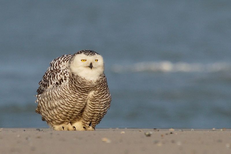 Full length of snowy owl on shore at beach