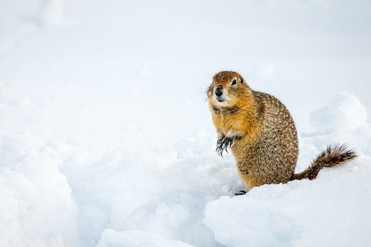 High angle view of squirrel on snow covered land