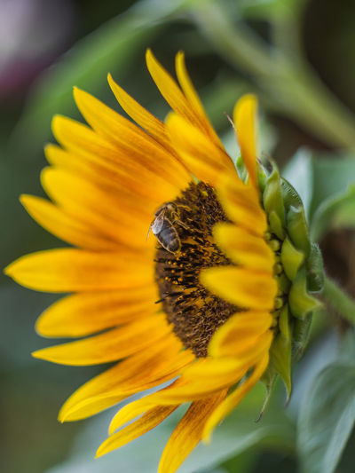 Close-up of insect pollinating on sunflower
