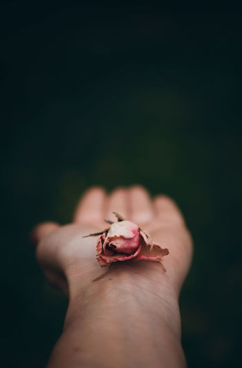 Close-up of hand holding small roses