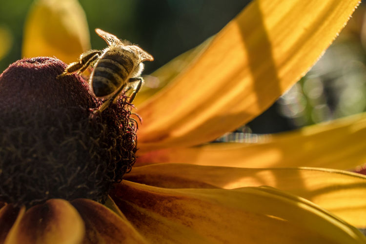 Close-up of bee on a coneflower