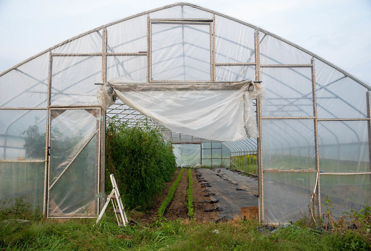 View of greenhouse structure and open door with green vegetable plants inside