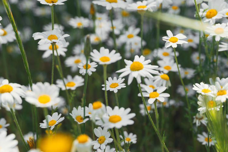 Close-up of white daisy flowers