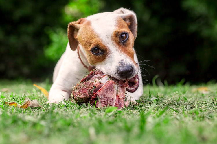 Portrait of dog with bone