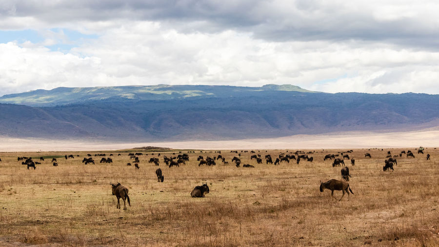 An exciting wildlife scene with hundreds of wildebeest
