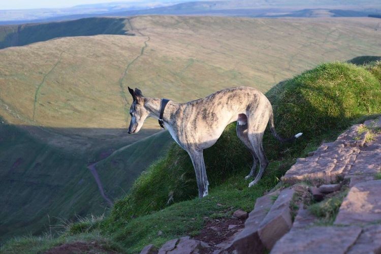 Horse standing on mountain