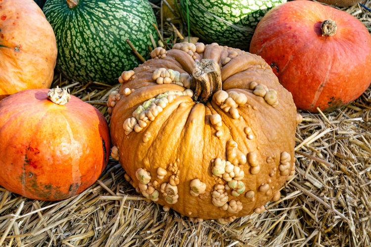 View of pumpkins