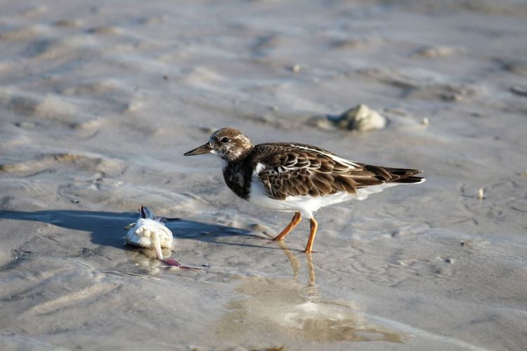 High angle view of bird on beach