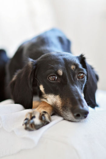 Purebred black saluki sighthound or gazehound can trace its roots back to ancient egypt. 