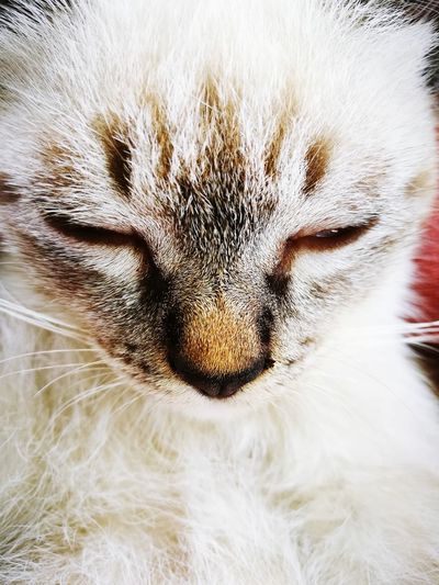Close-up of a cat with eyes closed