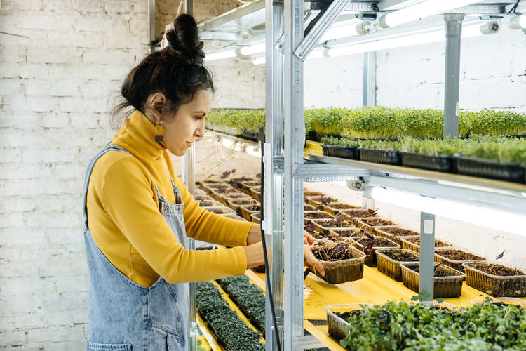 Young female farmer growing microgreens on indoor vertical garden. woman looking after plants. 