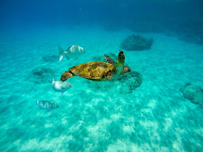 Turtle and fish swimming in sea