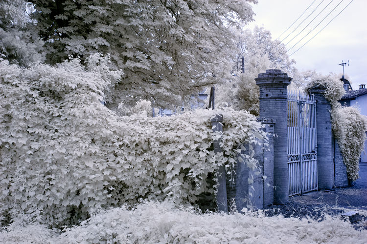 Snow covered plants by trees against sky