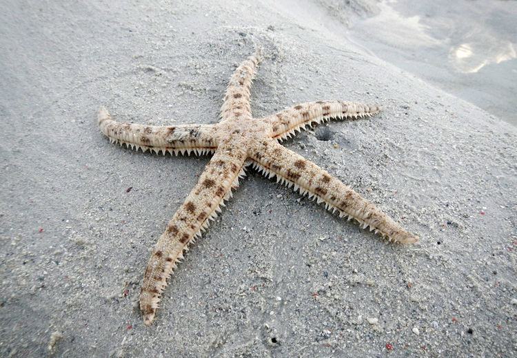 High angle view of starfish on wet sand at beach